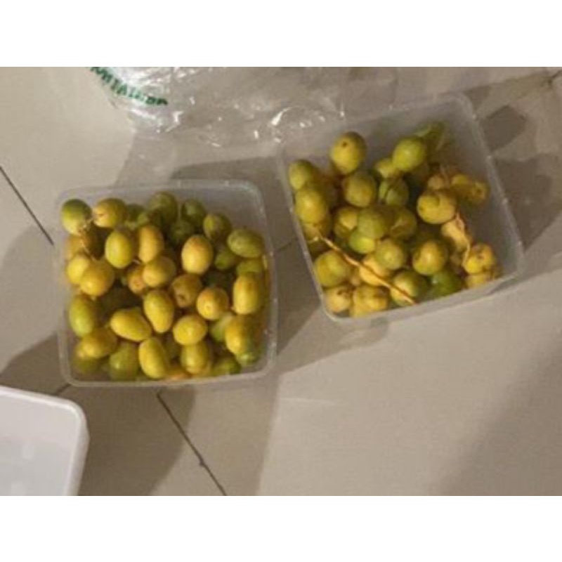 

Kurma Muda
