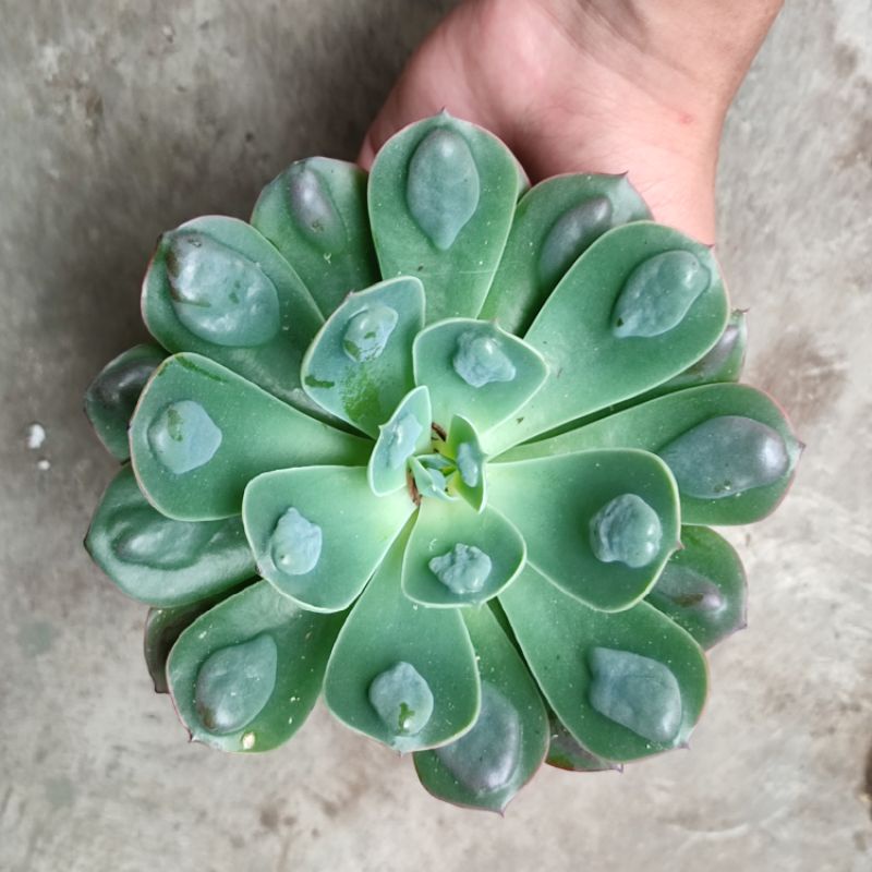 Sukulen Echeveria import raindrop