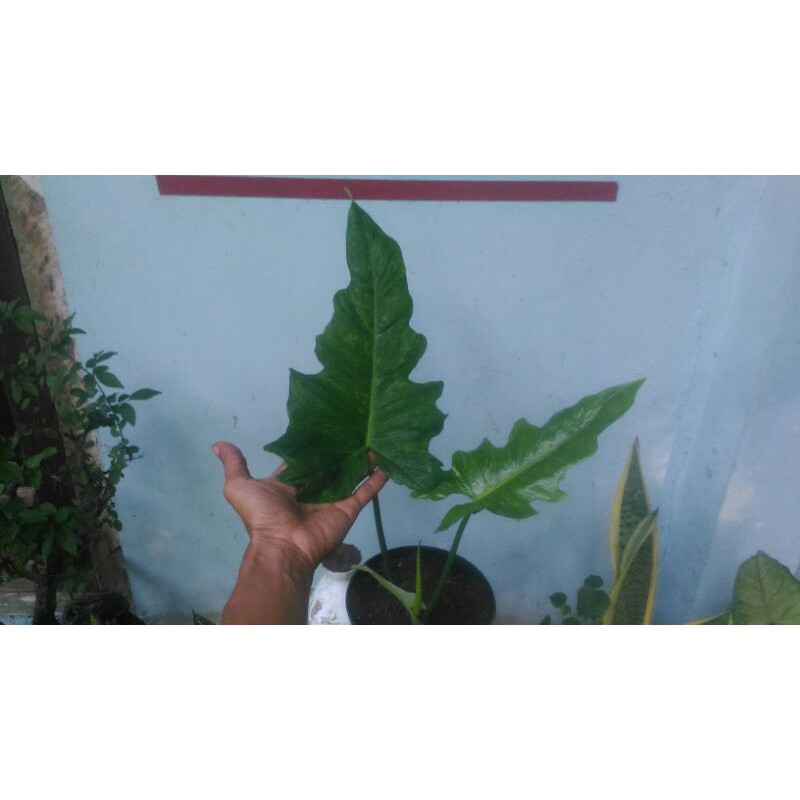 Philo Dragon Variegata _ Philodendron