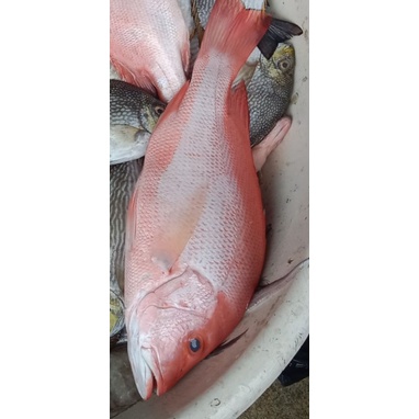 

Kakap merah
