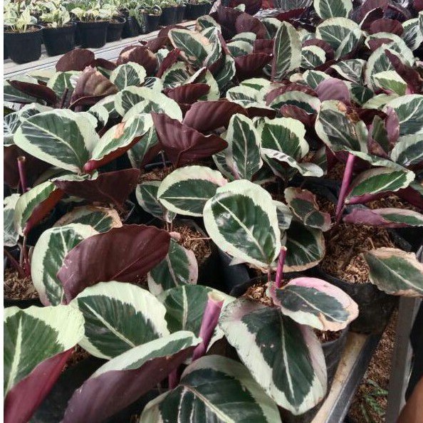 tanaman hias calathea cintya