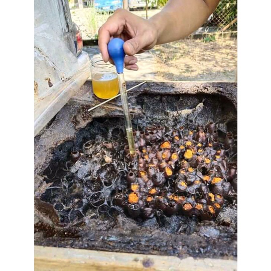 TRIGONA KLANCENG TORACIKA TORASICA TORASIKA SAYAP OREN KELULUT BESAR