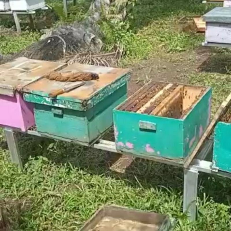 

MADU ASLI SIAK 100%