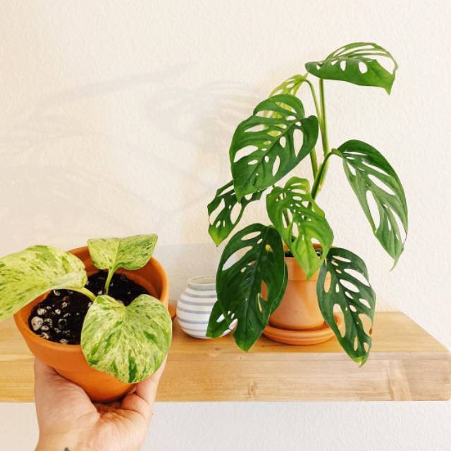 New Produck Paket 2 Tanaman Hias Monstera Janda Bolong Sirih Gading Variegata Shopee Indonesia