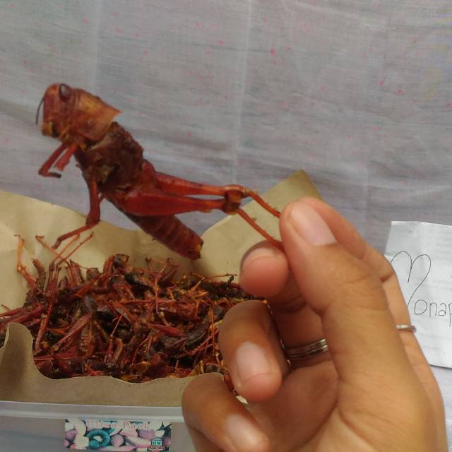 

Walang kayu / belalang kayu / walang goreng / belalang goreng