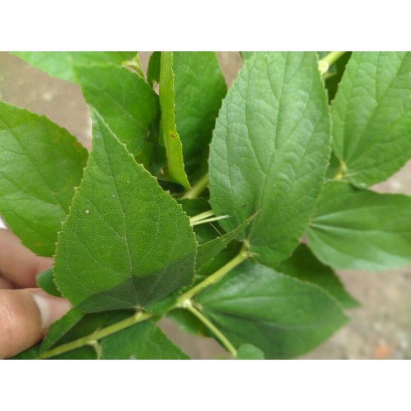 

Daun talok segar 500 gram