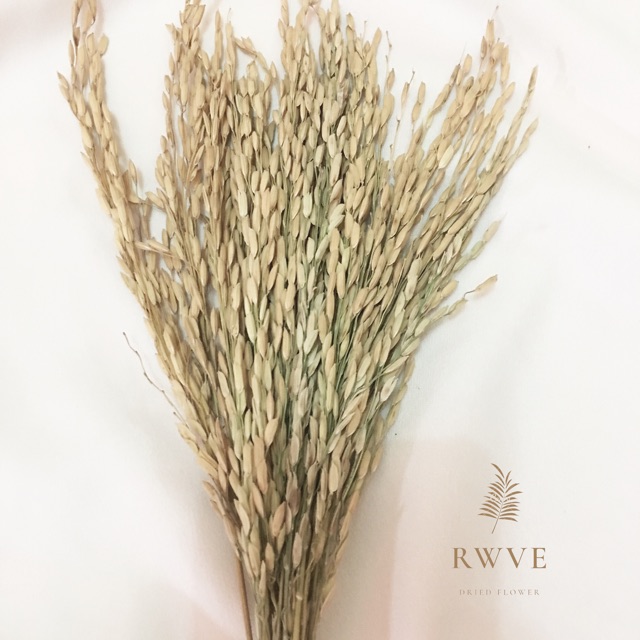 Padi Lokal / dried flower