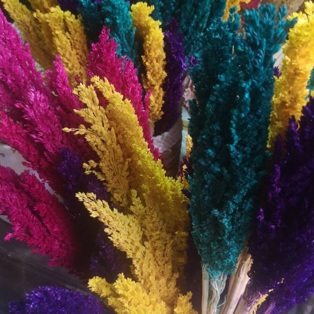 Canthel warna warni sorgum dried flower