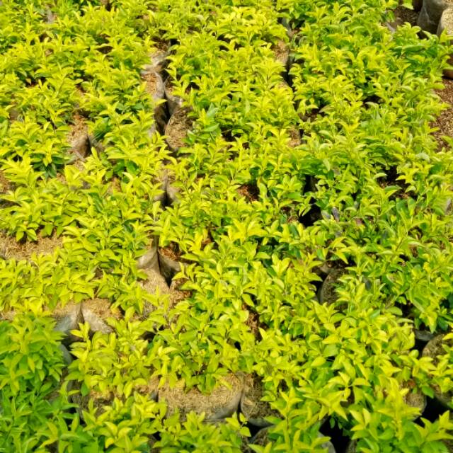 10 Gambar Bunga Pangkas Kuning Gambar Bunga HD 10 Gambar Bunga Pangkas Kuning Gambar Bunga HD