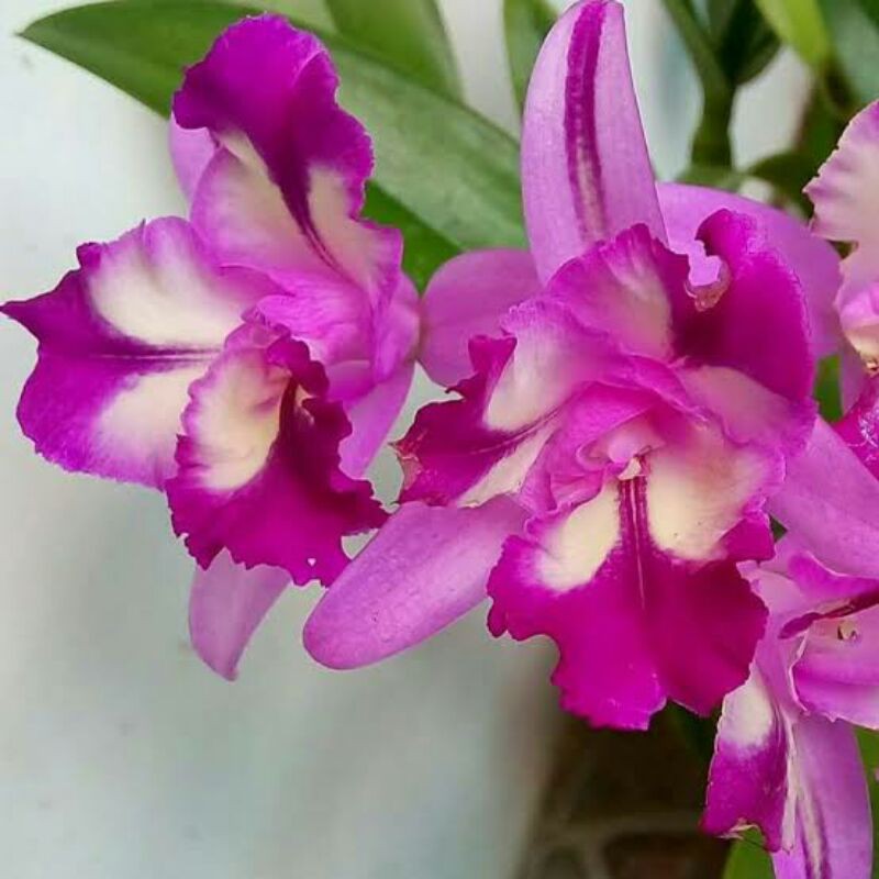 Anggrek Cattleya Mini Sogodol