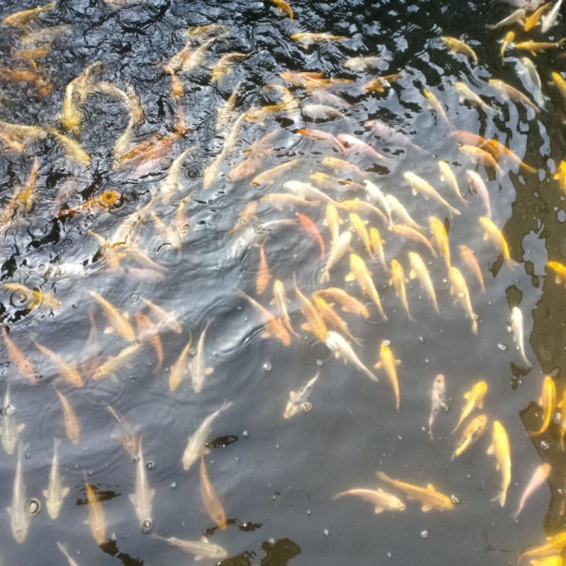ikan koi blitar 10-12cm
