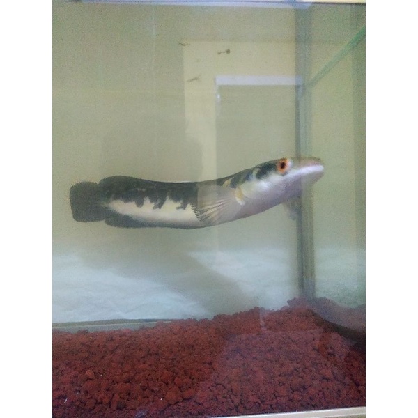 channa maru riau ukuran 25 cm