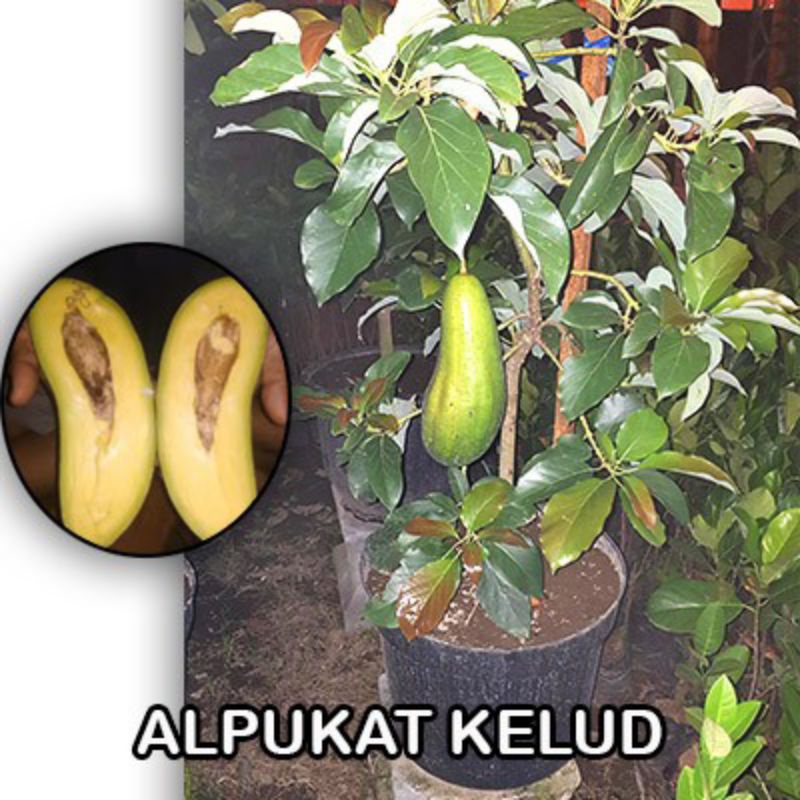 bibit alpukat Subang/ Kelut