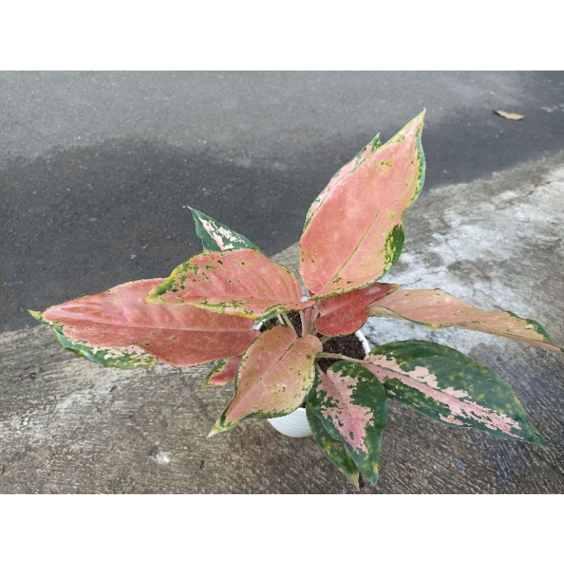 aglomema kochin tembaga