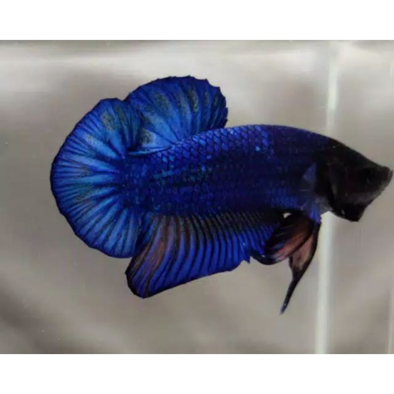 cupang ikan black head besgel line avatar/galaxy