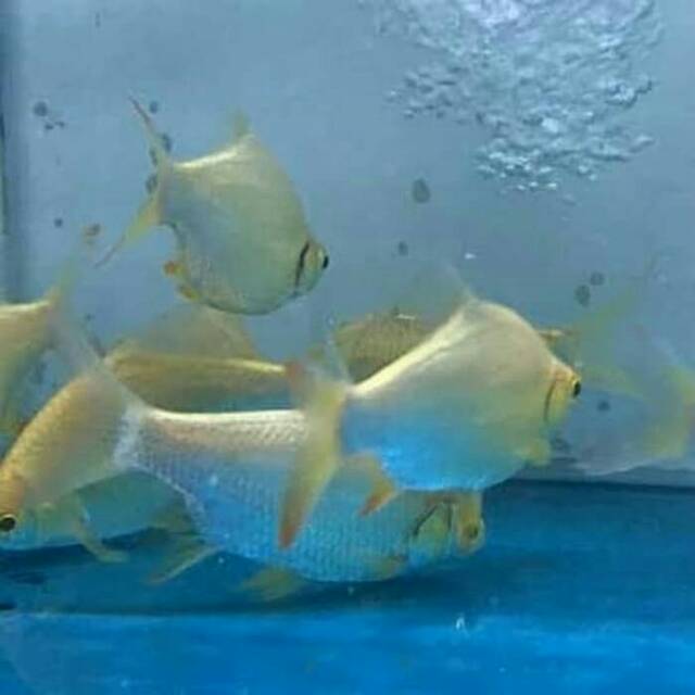  Ikan  Kaviat Pembersih  Aquarium  Tankmate Arwana Shopee 
