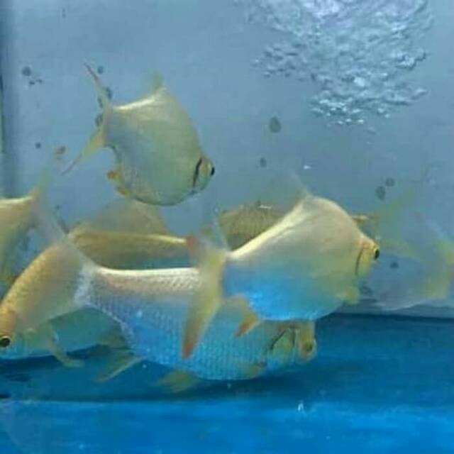 Ikan Kaviat Pembersih Aquarium Tankmate Arwana Shopee Ikan Kaviat Pembersih Aquarium Tankmate Arwana Shopee