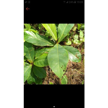 Bibit pohon ketapang laut