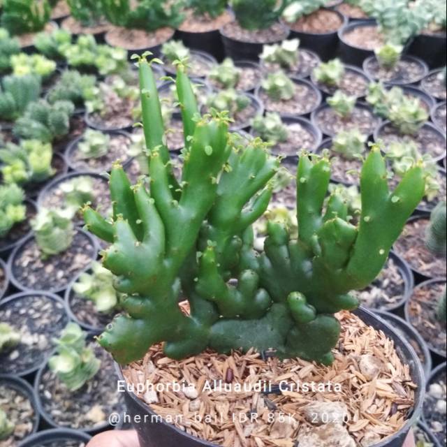 Euphorbia Alluaudii Cristata