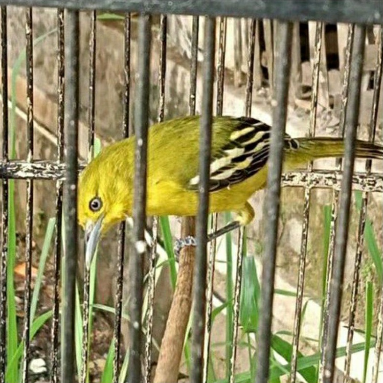 BURUNG CIPOW SIRTU JANTAN PILIHAN