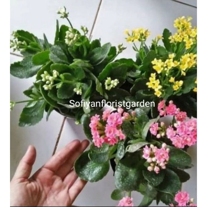 bunga cocor bebek 1 paket isi 3 warna