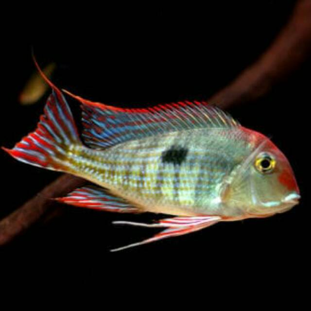Red Head Tapajos RHT Eartheater Geophagus American Cichlid