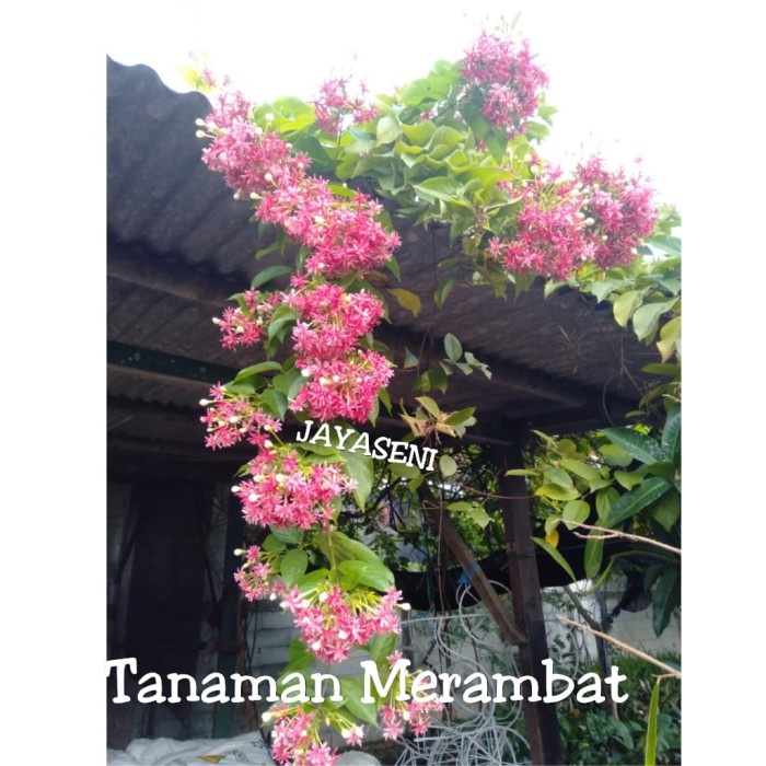 Bunga Melati Belanda Wangi