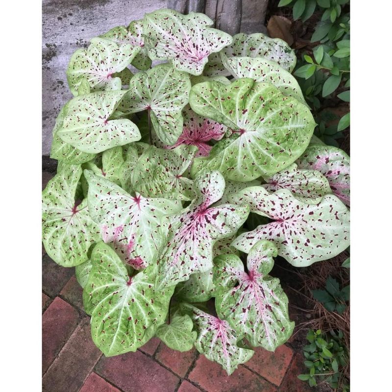Umbi Caladium Miss Muffet - keladi hias hybrid import