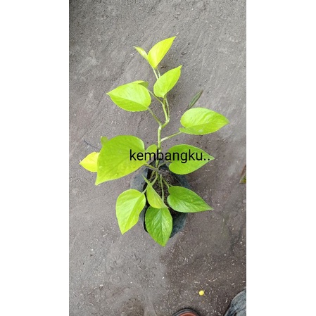 SIRIH GADING LEMON, SUDAH PANJANG, SEGER