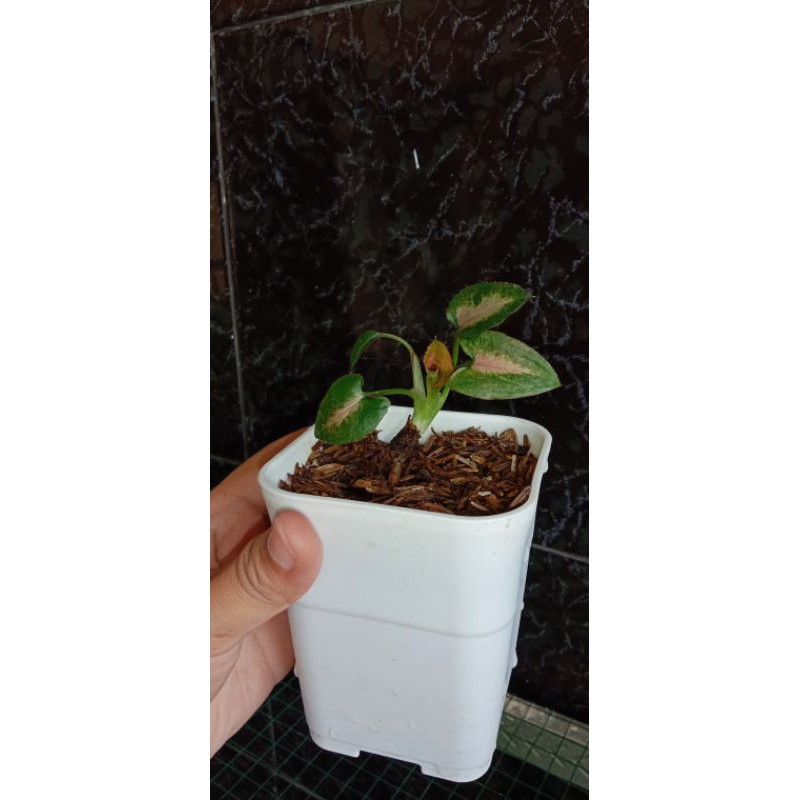 SYNGONIUM PINK PERFECT/ SYNGONIUM MINYAK