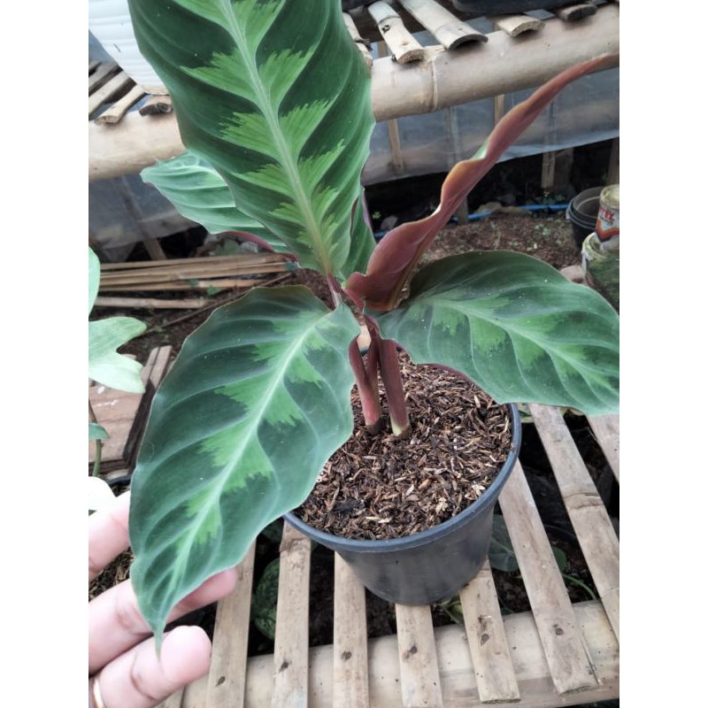 Tanaman hias calathea marantah Warscewiczii symbolism jungle velvet