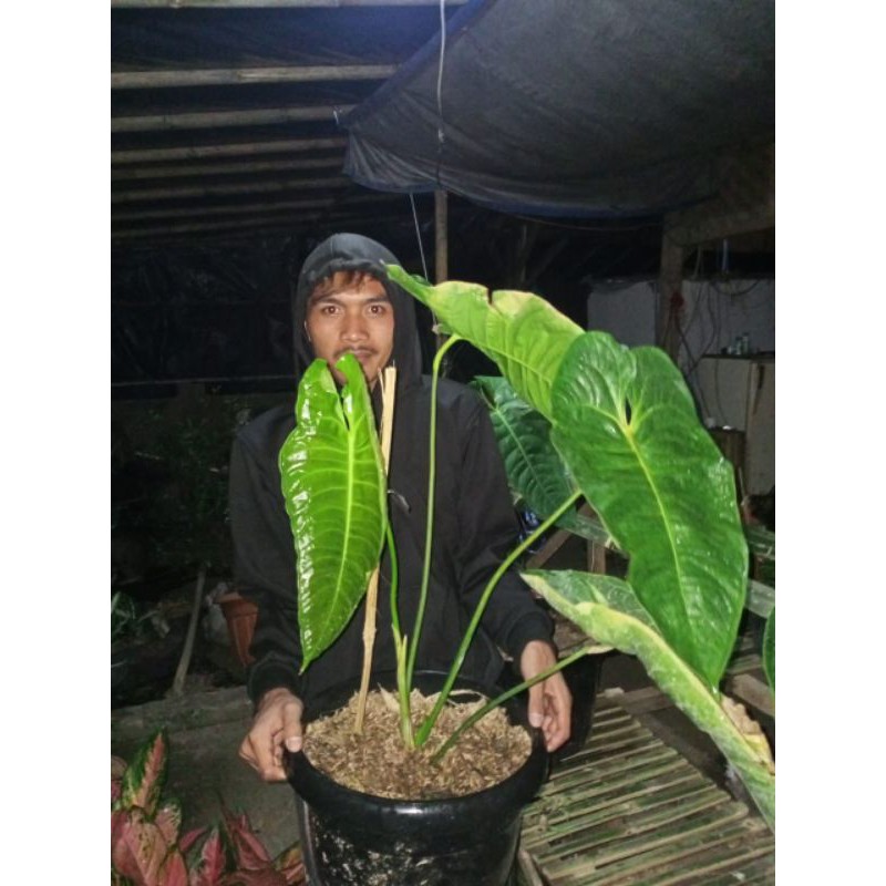 Anthurium veitchii
