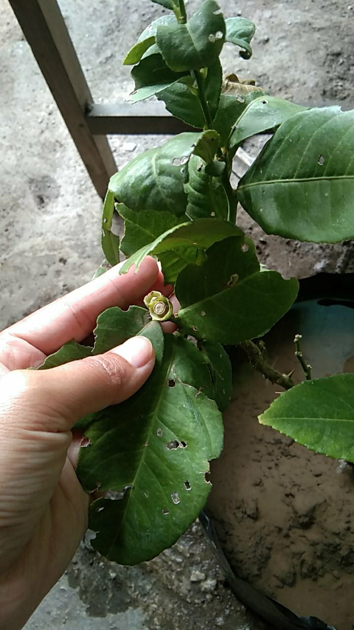 Bibit Lemon Tea Long