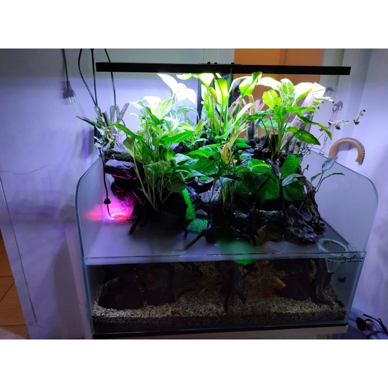 PALUDARIUM
