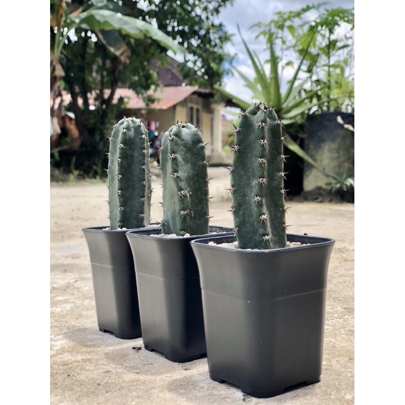 Harga columnar Terbaru Mei 2026 | BigGo Indonesia