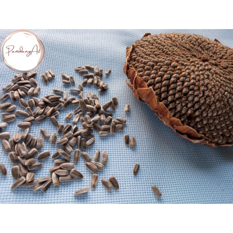 20 Biji Bunga Matahari / sun flower seed / kuaci / bibit bunga