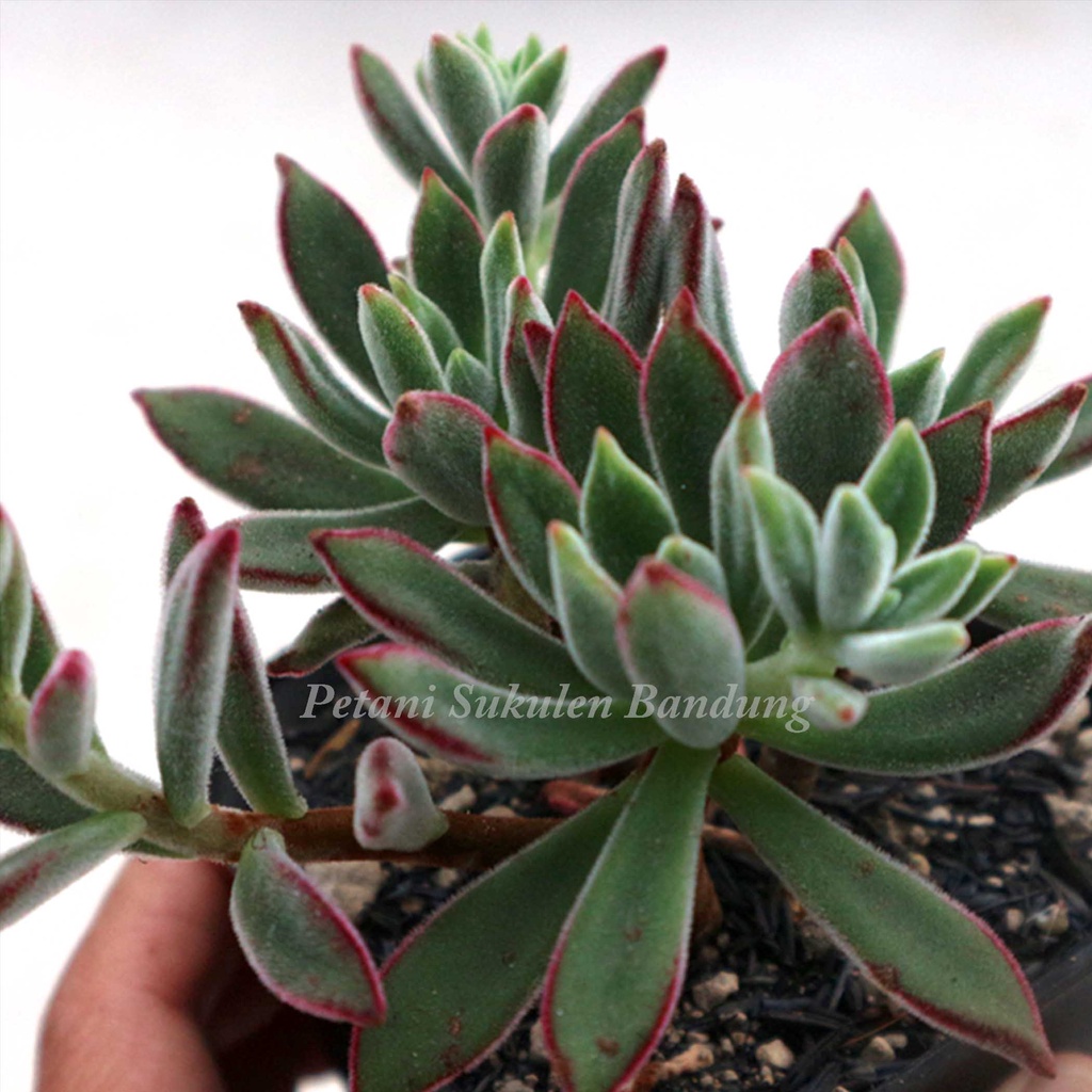 KAKTUS JUMBO sukulen sekulen tanaman hias hidup