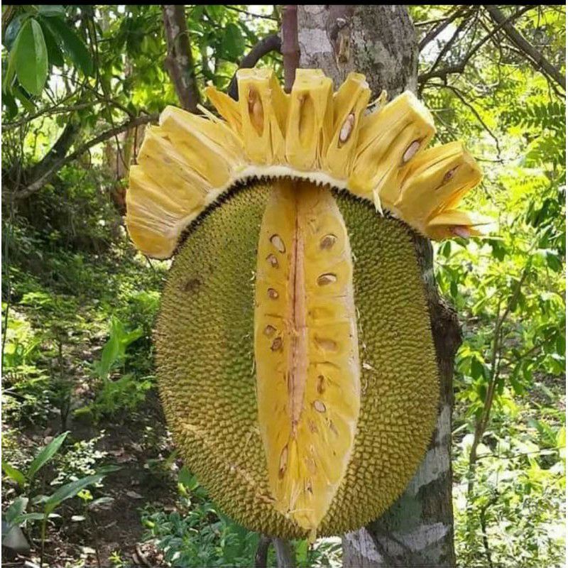 Bibit Tanaman Buah Nangka Madu-Bibit Nangka Madu Okulasi