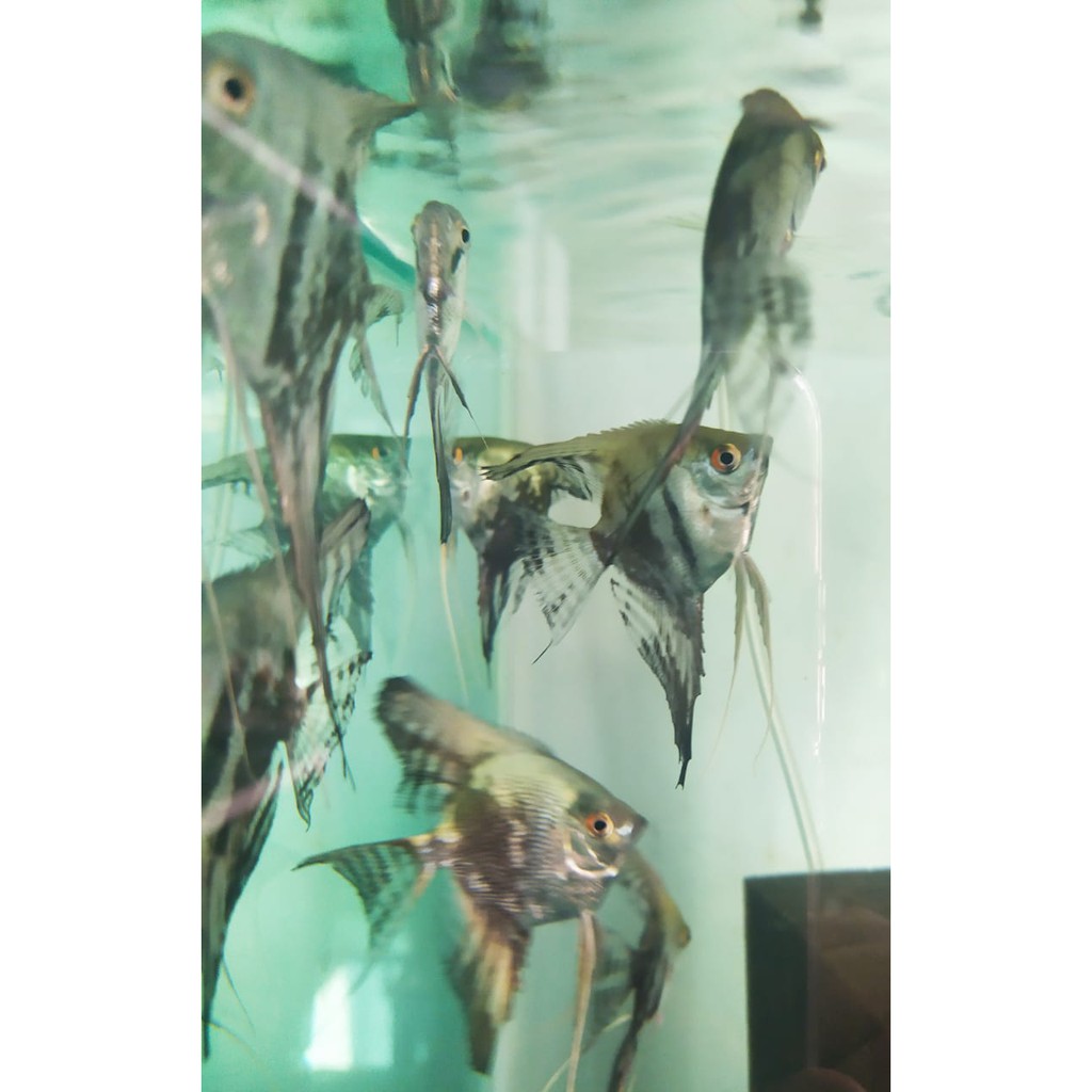 manfish smokey size M BUY 5 GET 1 FREE