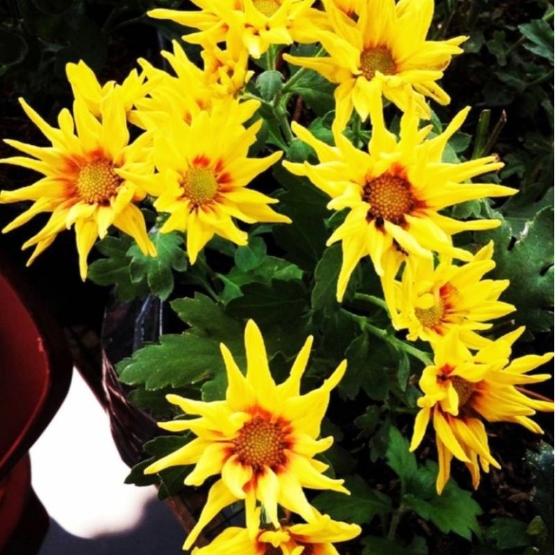 tanaman hias hidup pot bunga krisan/tanaman bunga krisan warna kuning