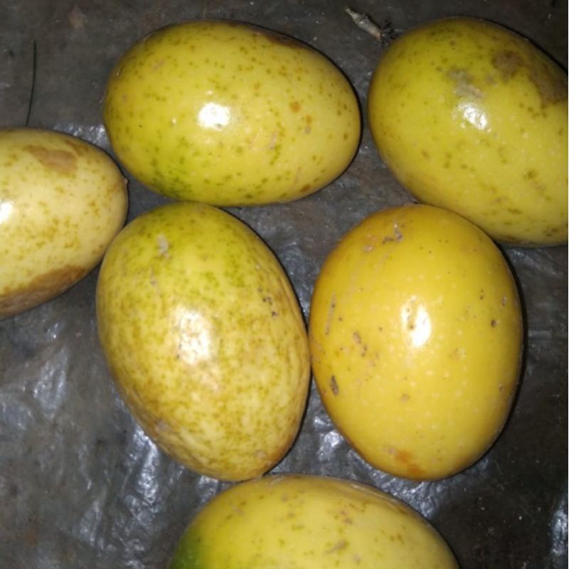 

ready buah markisa segar termurah 1kg