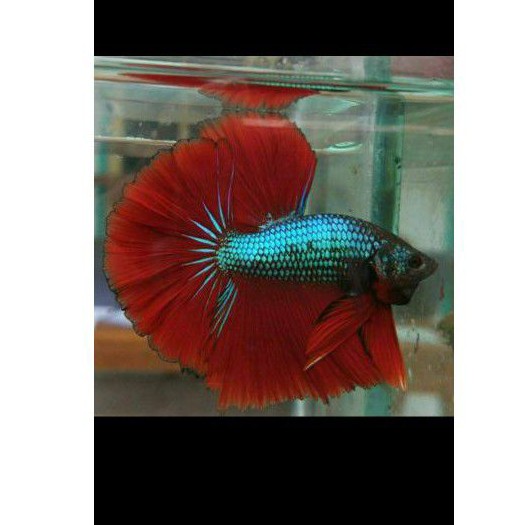 Ikan cupang HM