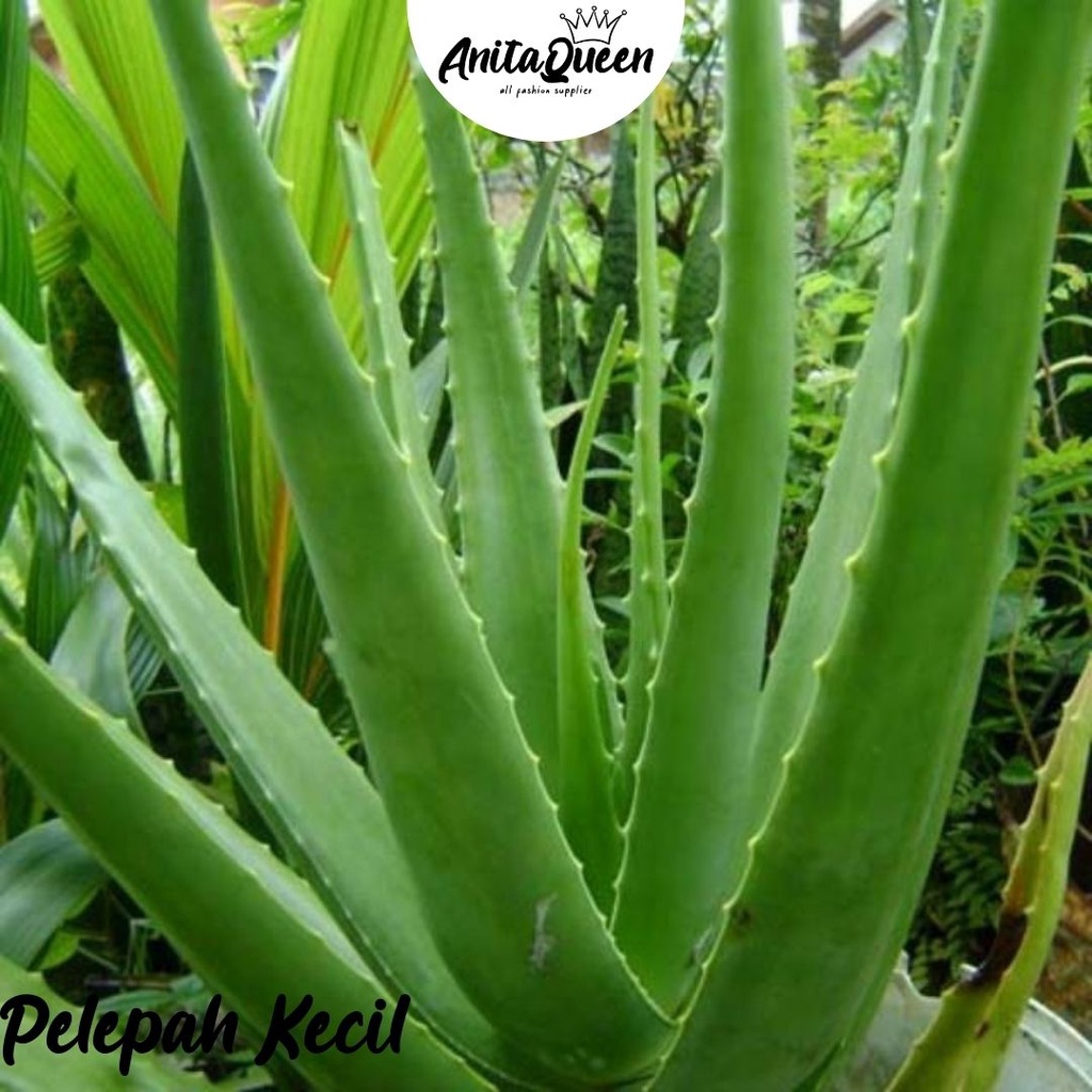 PELEPAH LIDAH BUAYA JUMBO / DAUN LIDAH BUAYA / BIBIT LIDAH BUAYA / MINUMAN LIDAH BUAYA / ALOE KUPAS 