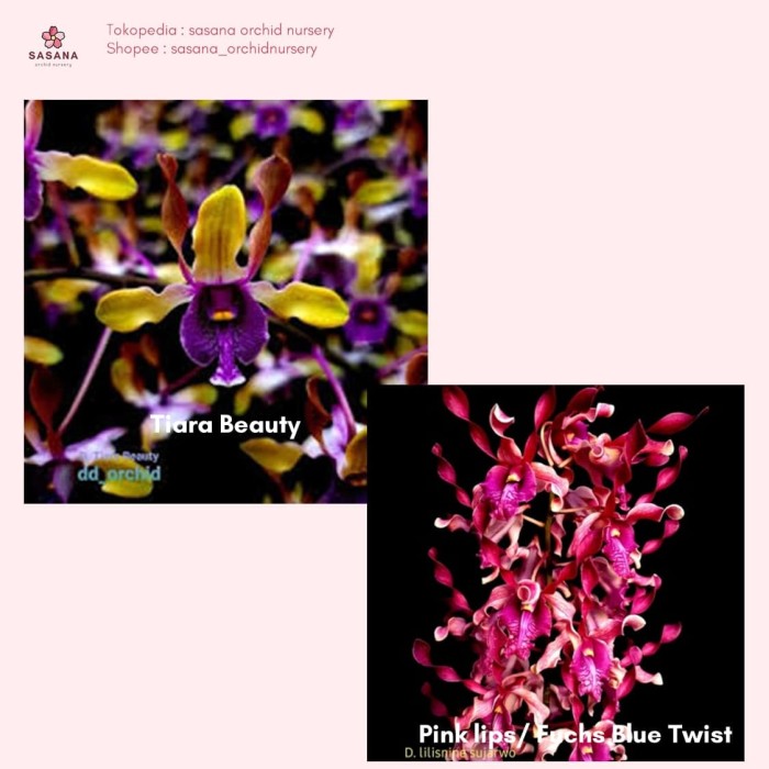 Anggrek Dendrobium Keriting Tiara Beauty x Pink Lips/Fuchs Blue Twist - seedling