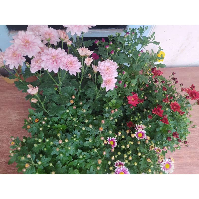 {PRODUK TERUPDATE} KRISAN ASTER 6 POHON WARNA PINK PURPLE  COD TANAMAN HIAS HIDUP ASLI
