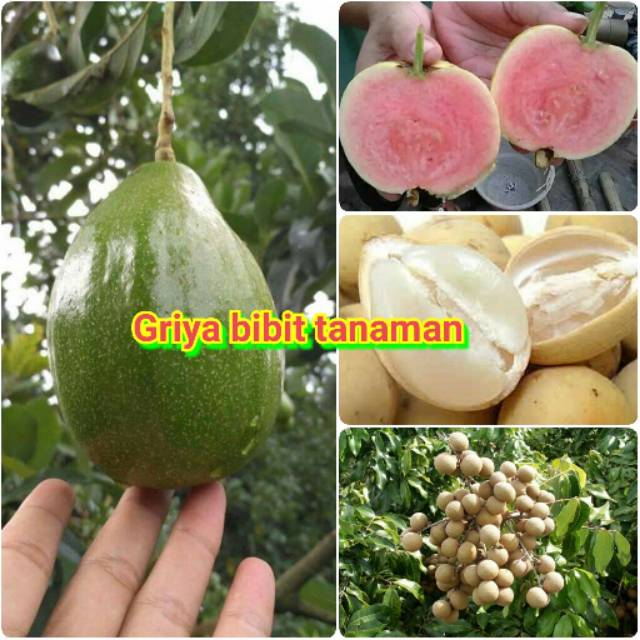 PAKET 4 BIBIT TANAMAN-BIBIT ALPUKAT-BIBIT JAMBU SUKUN-BIBIT DUKU-BIBIT KELENGKENG