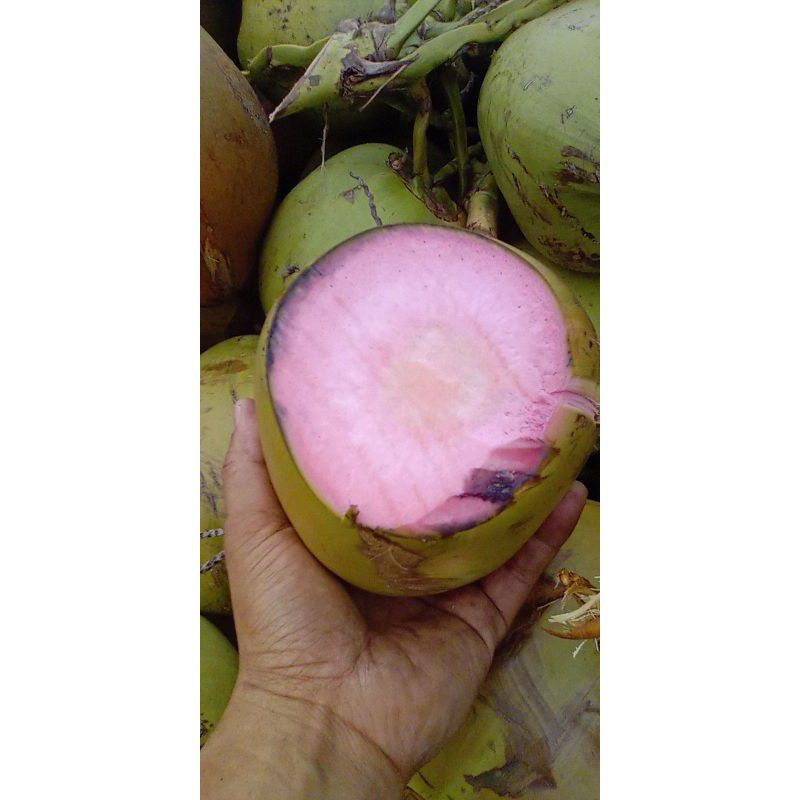 

KELAPA IJO FRESH