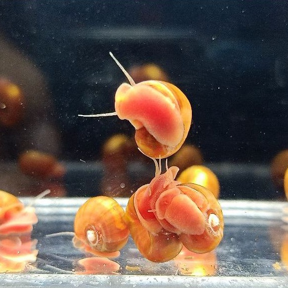 (15 ekor) Keong ramshorn/ keong terompet merah aquascape