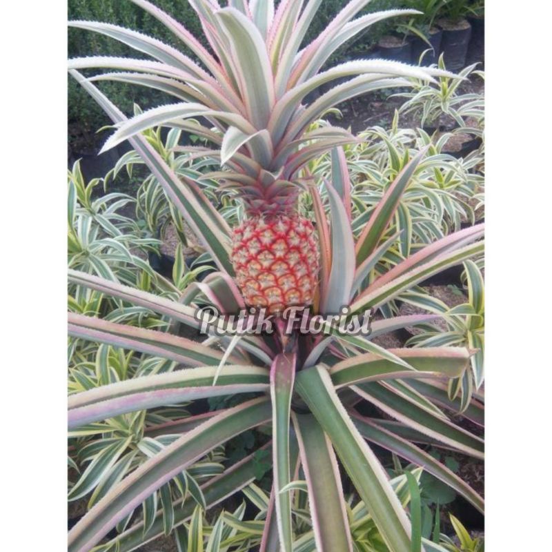 Tanaman Buah Nanas Merah - Bibit Tanaman Buah Nanas Merah