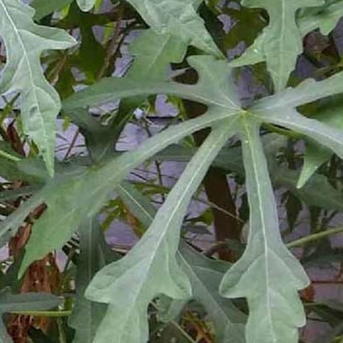 

Ready Stock] Daun Gedi Segar Perhelai Penyubur Kandungan Atau Untuk Bubur Manado